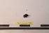  ( - PASSIFOR-NM13-085)  @12 [ ] Copyright (2014) Nicolas Moulin Nicolas Moulin Entomologiste