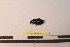  ( - PASSIFOR-NM13-088)  @12 [ ] Copyright (2014) Nicolas Moulin Nicolas Moulin Entomologiste