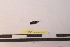  ( - PASSIFOR-NM13-091)  @11 [ ] Copyright (2014) Nicolas Moulin Nicolas Moulin Entomologiste