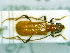  ( - BC-PNEF-PSFOR0041)  @11 [ ] Copyright (2013) Thierry Noblecourt Laboratoire National d'Entomologie Forestière, Quillan, France