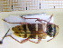  ( - BC-PNEF-PSFOR0047)  @11 [ ] Copyright (2013) Thierry Noblecourt Laboratoire National d'Entomologie Forestière, Quillan, France