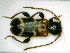  ( - BC-PNEF-PSFOR0048)  @12 [ ] Copyright (2013) Thierry Noblecourt Laboratoire National d'Entomologie Forestière, Quillan, France