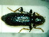  (Phymatodes rufipes - BC-PNEF-PSFOR0049)  @13 [ ] Copyright (2013) Thierry Noblecourt Laboratoire National d'Entomologie Forestière, Quillan, France