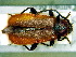  (Pyrrhidium - BC-PNEF-PSFOR0054)  @13 [ ] Copyright (2013) Thierry Noblecourt Laboratoire National d'Entomologie Forestière, Quillan, France