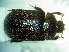  ( - BC-PNEF-PSFOR0227)  @12 [ ] Copyright (2013) Thierry Noblecourt Laboratoire National d'Entomologie Forestière, Quillan, France