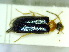  ( - BC-PNEF-PSFOR0236)  @12 [ ] Copyright (2013) Thierry Noblecourt Laboratoire National d'Entomologie Forestière, Quillan, France