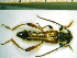  ( - BC-PNEF-PSFOR0065)  @12 [ ] Copyright (2013) Thierry Noblecourt Laboratoire National d'Entomologie Forestière, Quillan, France