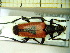  ( - BC-PNEF-PSFOR0066)  @11 [ ] Copyright (2013) Thierry Noblecourt Laboratoire National d'Entomologie Forestière, Quillan, France