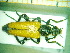  ( - BC-PNEF-PSFOR0108)  @12 [ ] Copyright (2013) Thierry Noblecourt Laboratoire National d'Entomologie Forestière, Quillan, France
