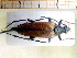  ( - BC-PNEF-PSFOR0115)  @12 [ ] Copyright (2013) Thierry Noblecourt Laboratoire National d'Entomologie Forestière, Quillan, France