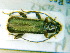  (Phymatodes lividus - BC-PNEF-PSFOR0118)  @12 [ ] Copyright (2013) Thierry Noblecourt Laboratoire National d'Entomologie Forestière, Quillan, France