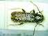  (Phymatodes pusillus - BC-PNEF-PSFOR0119)  @12 [ ] Copyright (2013) Thierry Noblecourt Laboratoire National d'Entomologie Forestière, Quillan, France