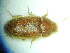  ( - BC-PNEF-PSFOR0162)  @11 [ ] Copyright (2013) Thierry Noblecourt Laboratoire National d'Entomologie Forestière, Quillan, France