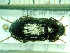  ( - BC-PNEF-PSFOR0189)  @12 [ ] Copyright (2013) Thierry Noblecourt Laboratoire National d'Entomologie Forestière, Quillan, France