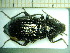  ( - BC-PNEF-PSFOR0196)  @11 [ ] Copyright (2013) Thierry Noblecourt Laboratoire National d'Entomologie Forestière, Quillan, France