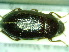 ( - BC-PNEF-PSFOR0206)  @12 [ ] Copyright (2013) Thierry Noblecourt Laboratoire National d'Entomologie Forestière, Quillan, France