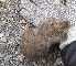  ( - CMIPLS193)  @11 [ ] Unspecified (default): All Rights Reserved  Paola L. Sassi IADIZA