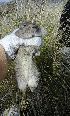  ( - CMISADR68)  @11 [ ] Unspecified (default): All Rights Reserved  Daniela Rodriguez IADIZA