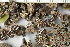  ( - O-L-104826)  @11 [ ] CreativeCommons - Attribution Share-Alike (2024) Unspecified University of Oslo, Natural History Museum, Botanical Garden
