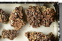  ( - BMC-39454)  @11 [ ] CreativeCommons - Attribution Share-Alike (2024) Unspecified University of Oslo, Natural History Museum, Botanical Garden