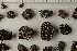  ( - O-L-22438)  @11 [ ] CreativeCommons - Attribution Share-Alike (2024) Unspecified University of Oslo, Natural History Museum, Botanical Garden