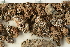  ( - O-L-22440)  @11 [ ] CreativeCommons - Attribution Share-Alike (2024) Unspecified University of Oslo, Natural History Museum, Botanical Garden