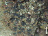  ( - BRY-L-15108)  @11 [ ] CreativeCommons - Attribution Share-Alike (2025) Unspecified Brigham Young University, Herbarium of Non-Vascular Cryptogams