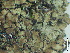  ( - BRY-L-15109)  @11 [ ] CreativeCommons - Attribution Share-Alike (2025) Unspecified Brigham Young University, Herbarium of Non-Vascular Cryptogams