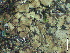  ( - BRY-L-15109)  @11 [ ] CreativeCommons - Attribution Share-Alike (2025) Unspecified Brigham Young University, Herbarium of Non-Vascular Cryptogams