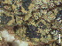  ( - SL-17-781)  @11 [ ] CreativeCommons - Attribution Share-Alike (2025) Unspecified Brigham Young University, Herbarium of Non-Vascular Cryptogams