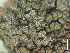  ( - SL-17-781)  @11 [ ] CreativeCommons - Attribution Share-Alike (2025) Unspecified Brigham Young University, Herbarium of Non-Vascular Cryptogams
