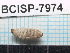  ( - SG-2013-224)  @11 [ ] CreativeCommons - Attribution Non-Commercial Share-Alike (2014) Sofia Gripenberg Oxford University