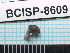  (Myrmex sp. 128SG - SG-2013-190)  @11 [ ] CreativeCommons - Attribution Non-Commercial Share-Alike (2014) Sofia Gripenberg Oxford University