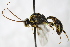  (Exenterus oriolus - PSPP-0029)  @15 [ ] CreativeCommons - Attribution Non-Commercial Share-Alike (2014) Olli-Pekka Tikkanen University of Eastern Finland