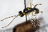  (Exenterus adspersus - PSPP-0034)  @13 [ ] CreativeCommons - Attribution Non-Commercial Share-Alike (2014) Olli-Pekka Tikkanen University of Eastern Finland