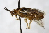 (Gilpinia socia - PSPP-0039)  @11 [ ] CreativeCommons - Attribution Non-Commercial Share-Alike (2014) Olli-Pekka Tikkanen University of Eastern Finland