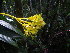 ( - LO_317)  @11 [ ] CreativeCommons - Attribution Non-Commercial Share-Alike (2012) Olivier Lachenaud National Botanic Garden of Belgium