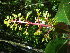  (Palicourea guianensis - LO_269)  @11 [ ] CreativeCommons - Attribution Non-Commercial Share-Alike (2012) Olivier Lachenaud National Botanic Garden of Belgium