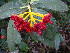  (Palicourea longistipulata - LO_268)  @11 [ ] CreativeCommons - Attribution Non-Commercial Share-Alike (2012) Olivier Lachenaud National Botanic Garden of Belgium