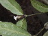  (Psychotria - LO_251)  @11 [ ] CreativeCommons - Attribution Non-Commercial Share-Alike (2012) Isabelle Lachenaud National Botanic Garden of Belgium