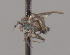  (Microphorella sp. 17 - CNC487206)  @12 [ ] CNC (2016) No Rights Reserved (nrr) scott.brooks@agr.gc.ca