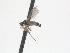  (Stilpon chillcotti - CNC588241)  @11 [ ] CreativeCommons - Attribution Non-Commercial Share-Alike   (2016) Jeff Cumming Canadian National Collection of Insects