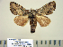  (Farigia vecina - BC-PTh0971)  @13 [ ] Copyright (2011) Paul Thiaucourt Research Collection of Paul Thiaucourt