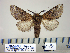  ( - BC-PTh0984)  @11 [ ] Copyright (2011) Paul Thiaucourt Research Collection of Paul Thiaucourt