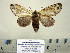  ( - BC-PTh0986)  @13 [ ] Copyright (2011) Paul Thiaucourt Research Collection of Paul Thiaucourt