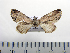  (Dasylophia Species 3 - BC-PTh0989)  @12 [ ] Copyright (2011) Paul Thiaucourt Research Collection of Paul Thiaucourt