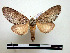  (Malocampa friburga - BC-Pth0812)  @14 [ ] Copyright (2010) Unspecified Research Collection of Paul Thiaucourt