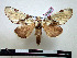  (Malocampa puella - BC-Pth0835)  @13 [ ] Copyright (2010) Unspecified Research Collection of Paul Thiaucourt