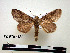  (Malocampa satis - BC-Pth0838)  @14 [ ] Copyright (2010) Unspecified Research Collection of Paul Thiaucourt