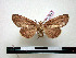  (Malocampa nystalina - BC-Pth0847)  @13 [ ] Copyright (2010) Unspecified Research Collection of Paul Thiaucourt